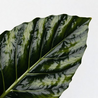 Large green plant leaf