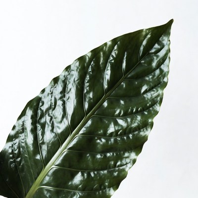 Large green leaf isolated