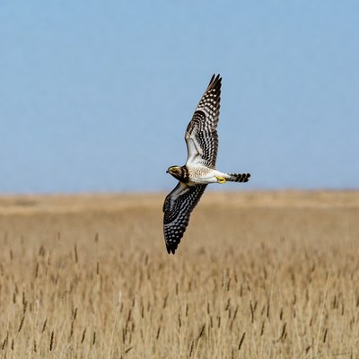Harrier Hawk Flying Over Wheat Field