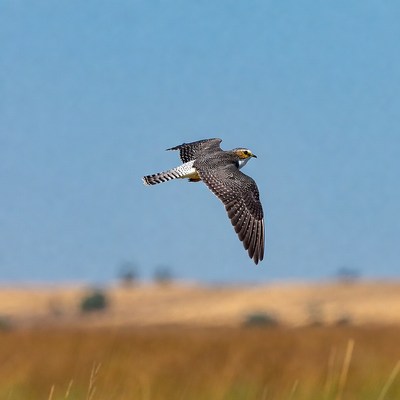 Falcon flying over grassy field