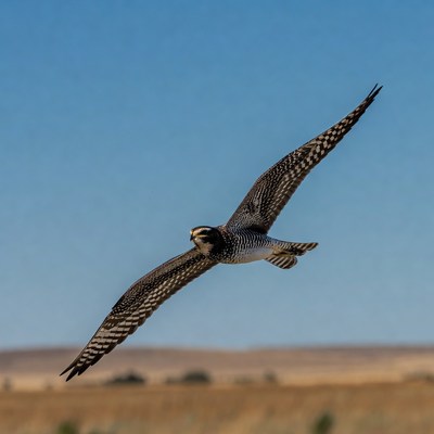 American Kestrel Flying over Field