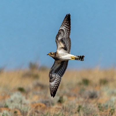 Harrier Hawk Flying Over Grassland