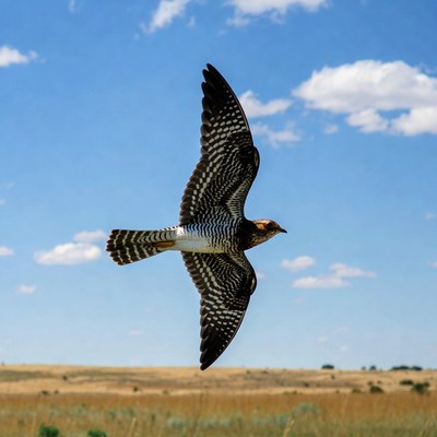 Spotted Eagle Owl Flying in Sky