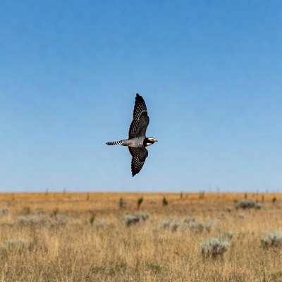 American Kestrel Flying over Grassland