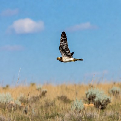 Northern Harrier Flying over Grassland