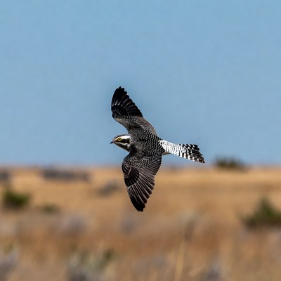 Crested Caracara Flying in Field