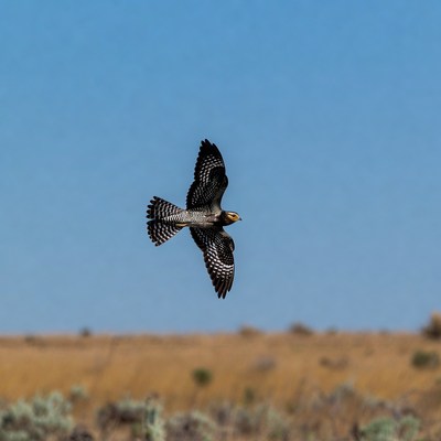 Falcon flying over grassy field