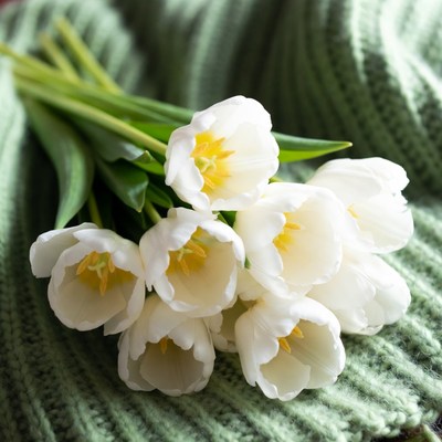 White Tulips on Green Blanket