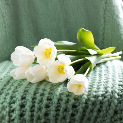 White tulips on green knitted chair