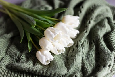 White tulips on green knit fabric