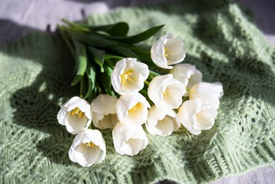 White tulips on green crochet cloth