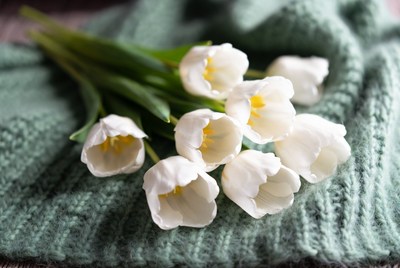 White tulips on green knit fabric