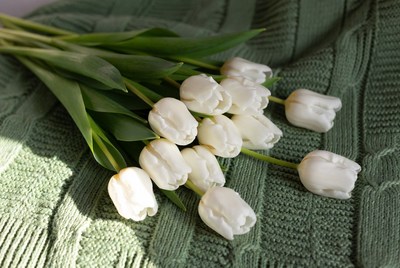 White tulips on green knit fabric