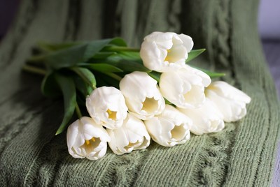 White tulips on green knit fabric
