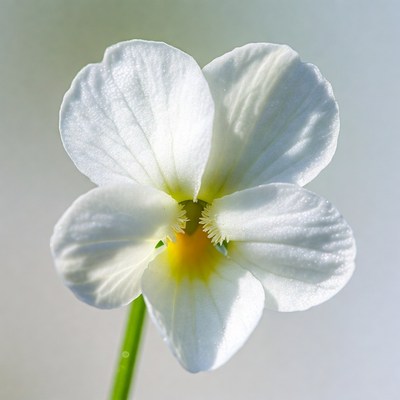 White Violet Flower Closeup