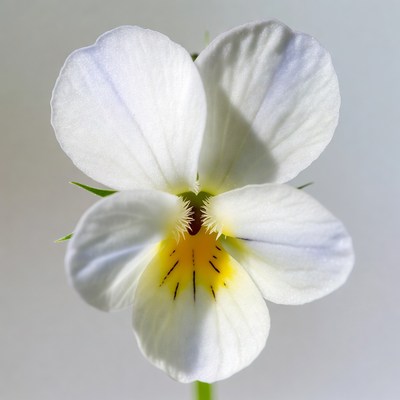 White Violet Flower Closeup