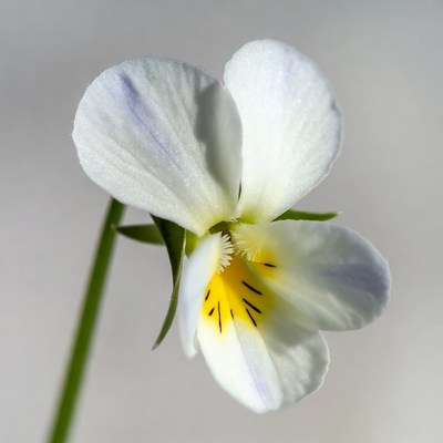 White Violet Flower with Yellow Center