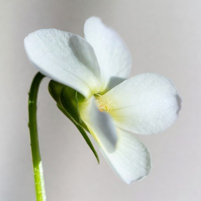 White Violet Flower Closeup