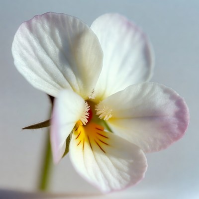 White Violet Flower Closeup