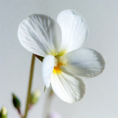 White Violet Flower Blooming