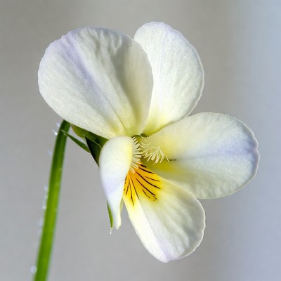 White Violet Flower with Yellow Center