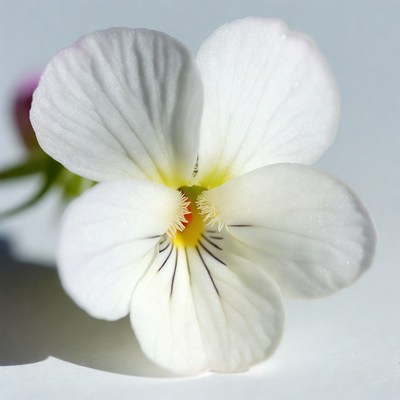 White viola flower closeup