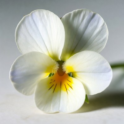 White Violet Flower with Yellow Center