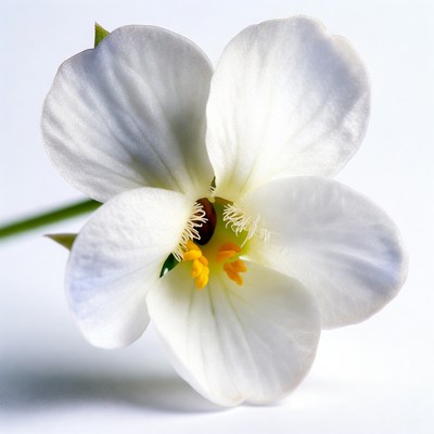 White flower with yellow center