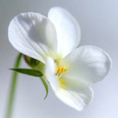 White Violet Flower Closeup