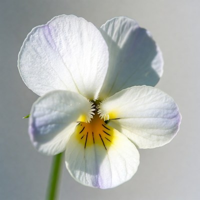 White Violet Flower Closeup