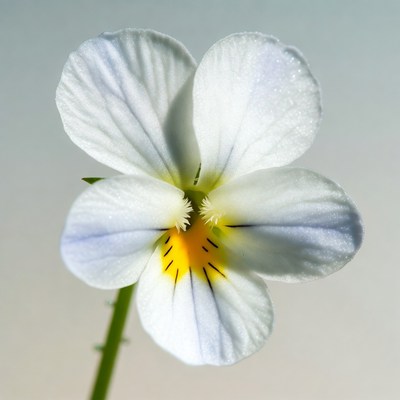White Violet Flower with Yellow Center