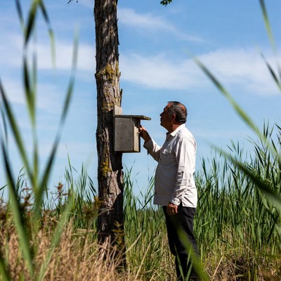 Man checking birdhouse on tree