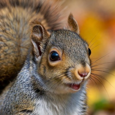 Gray squirrel with autumn background