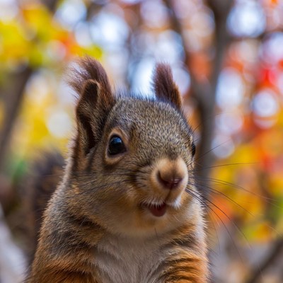 Cute squirrel in autumn forest