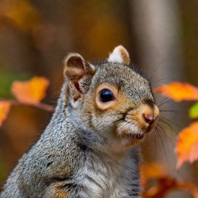 Gray Squirrel in Autumn Forest