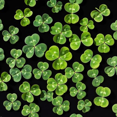 Four-leaf clovers on black background