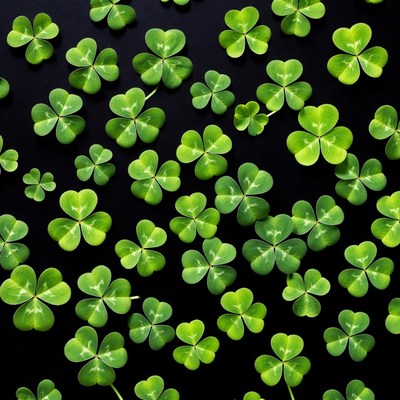 Four-leaf clovers on black background