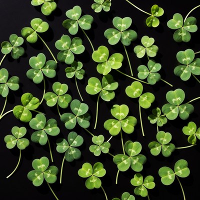 Four-leaf clovers on black background