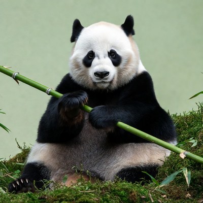 Panda eating bamboo