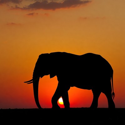 Elephant Silhouette at Sunset
