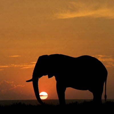 Elephant Silhouette at Sunset