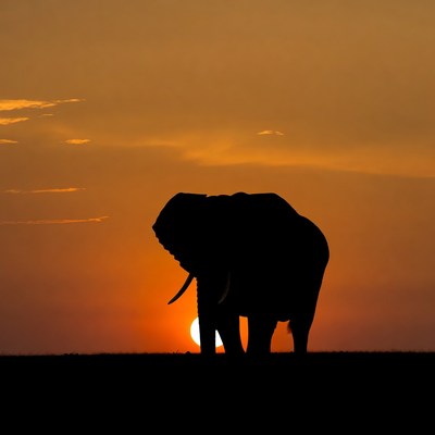 Elephant Silhouette at Sunset
