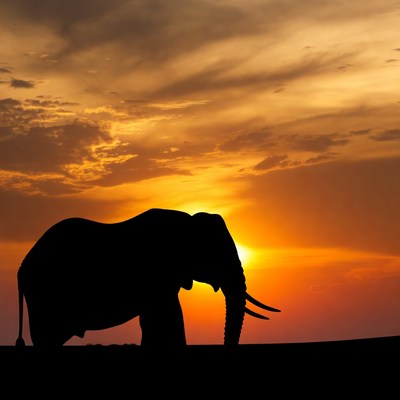 Elephant silhouette at sunset