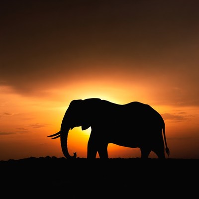 Elephant Silhouette at Sunset
