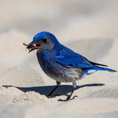 Blue bird eating insect on sand