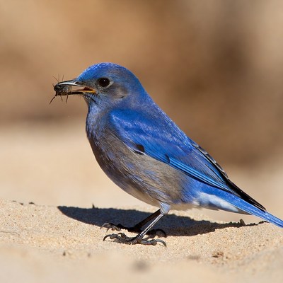 Blue bird eating insect