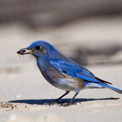Blue bird eating insect on sand