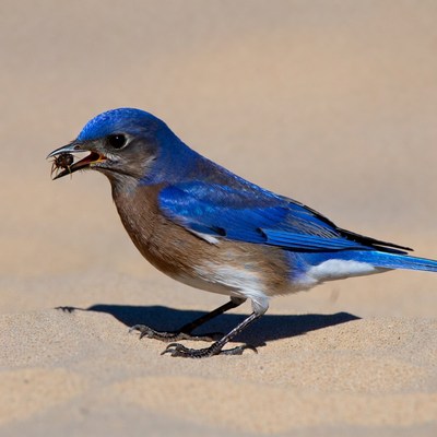 Bluebird eating insect on sand