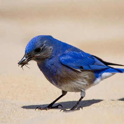 Bluebird eating insect on sand