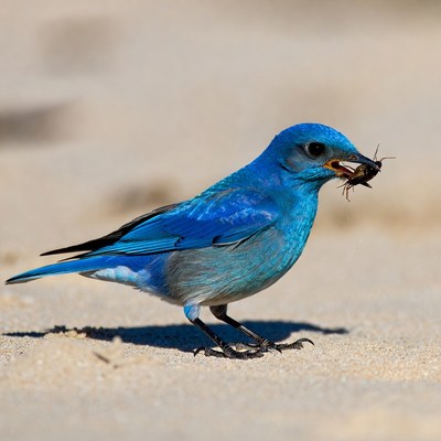 Blue bird eating insect on sand